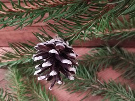 Zawieszki świąteczne – szyszki sosny bielone, komplet 6 szt. | Kolekcja GrandDeco