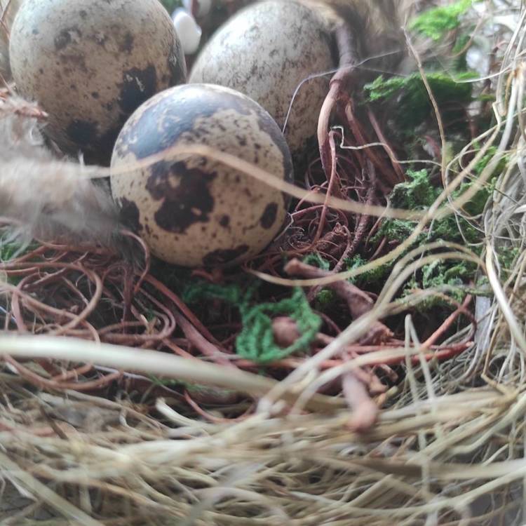 Gniazdo Natura z jajami przepiórczymi 